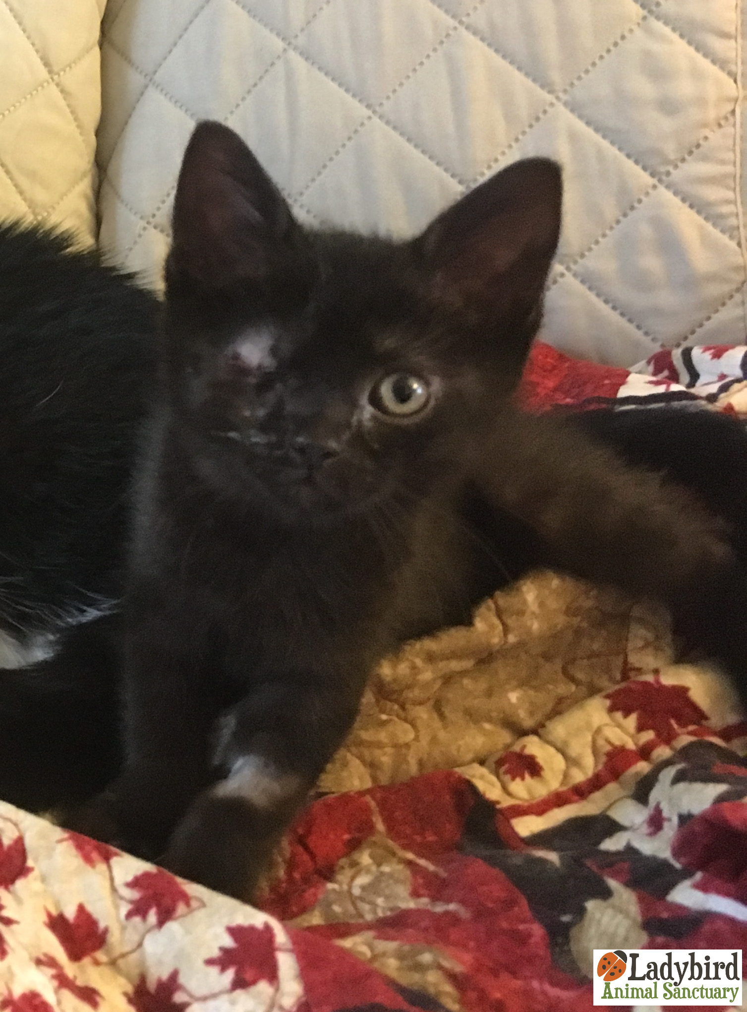 Havana Cat & Kitten Breed and Adoption Info