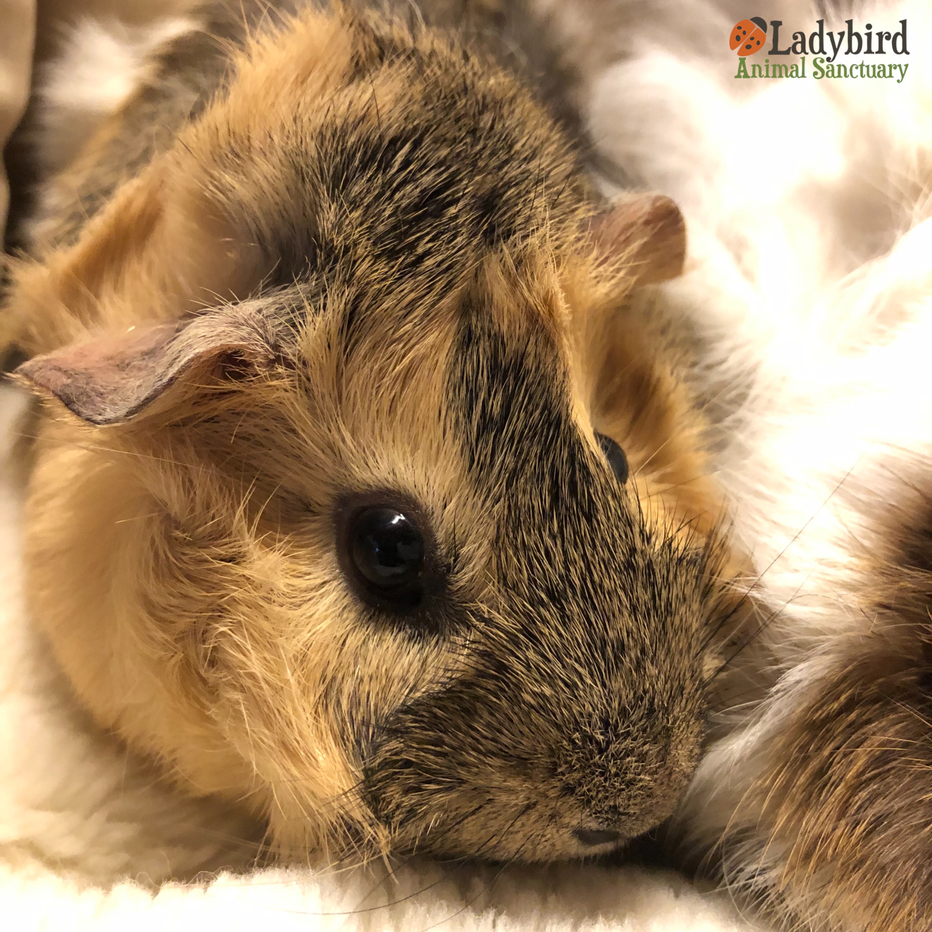 Can guinea pigs and rats live together? – GuineaDad