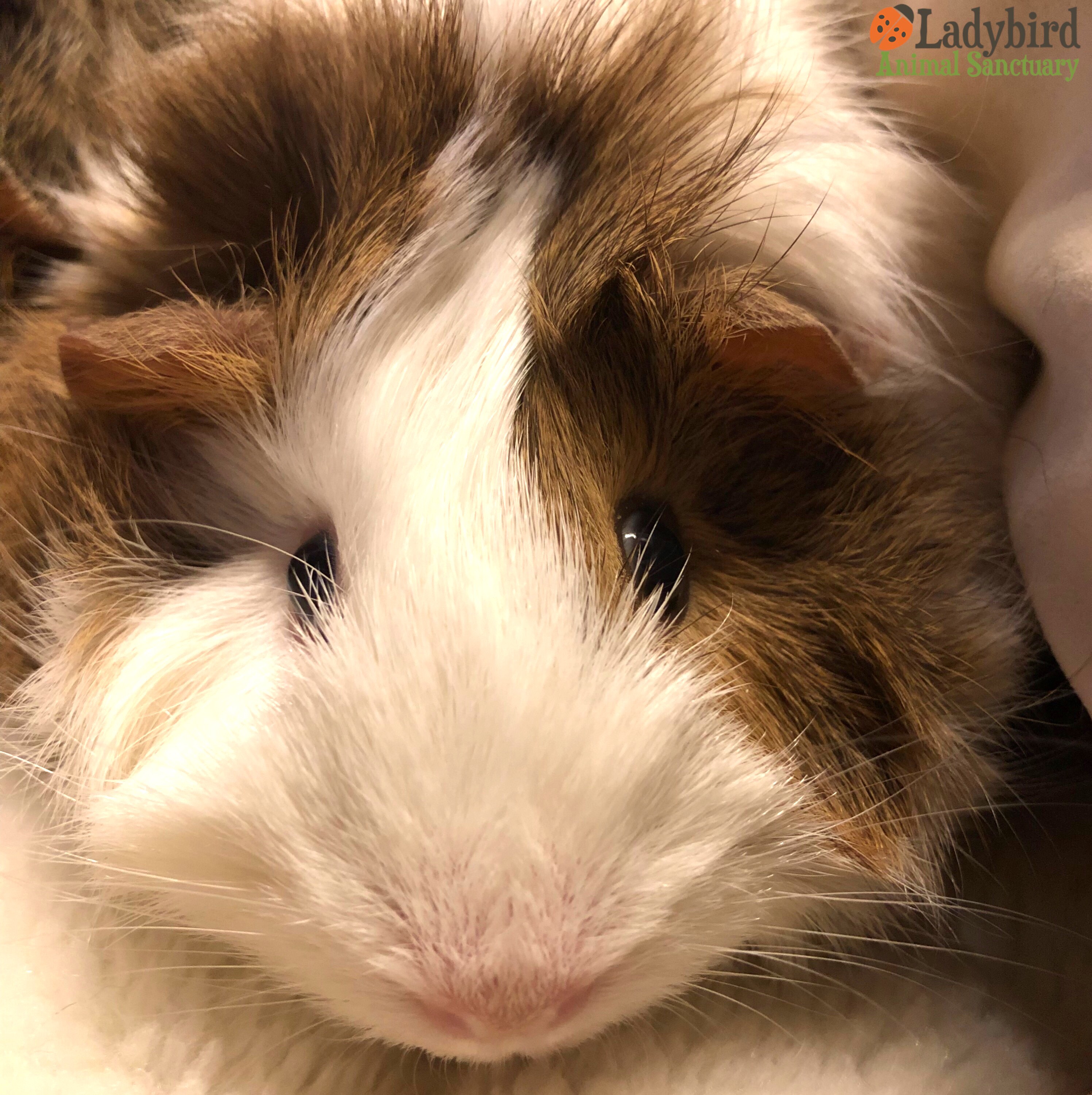 Animal shelters that take guinea pigs hot sale near me