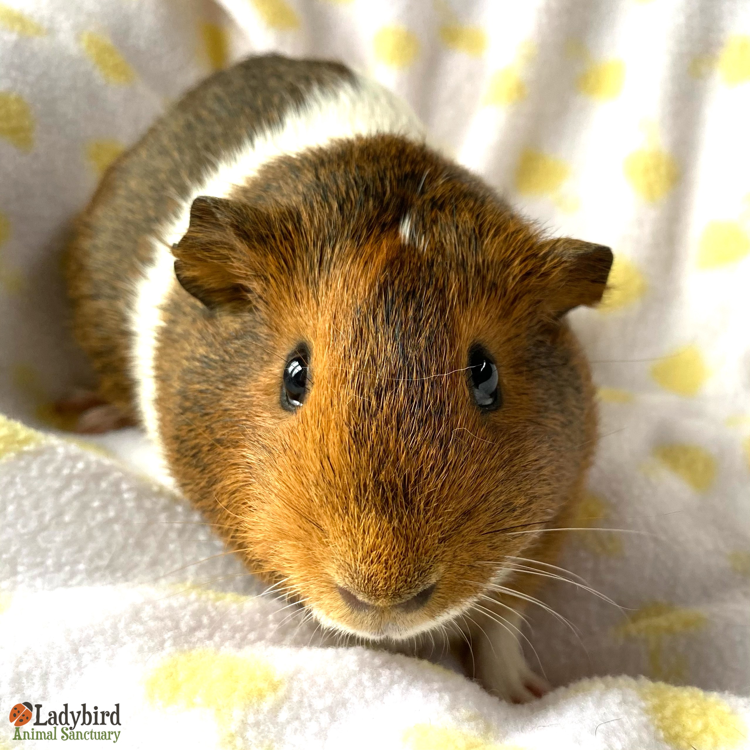 Guinea pigs up for 2024 adoption