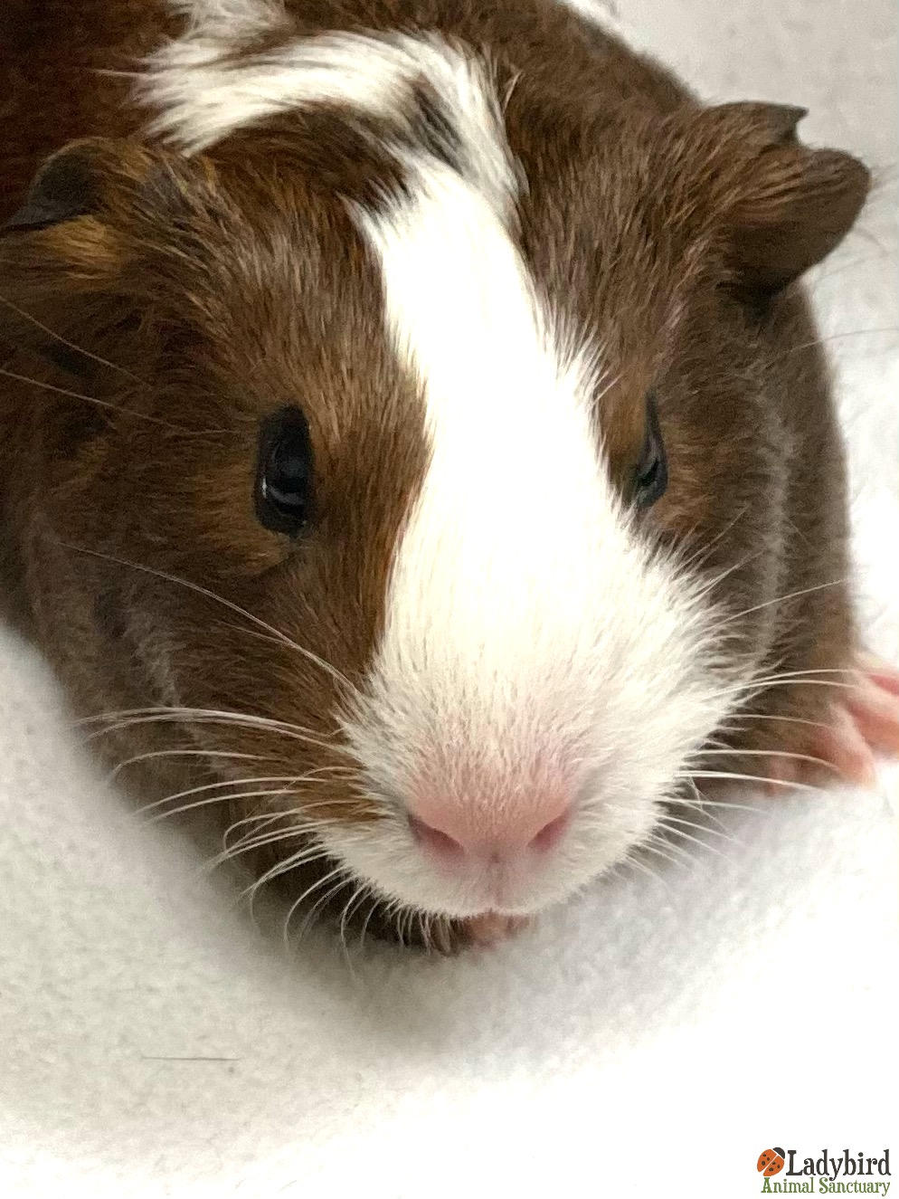 Guinea pig cheap turnip