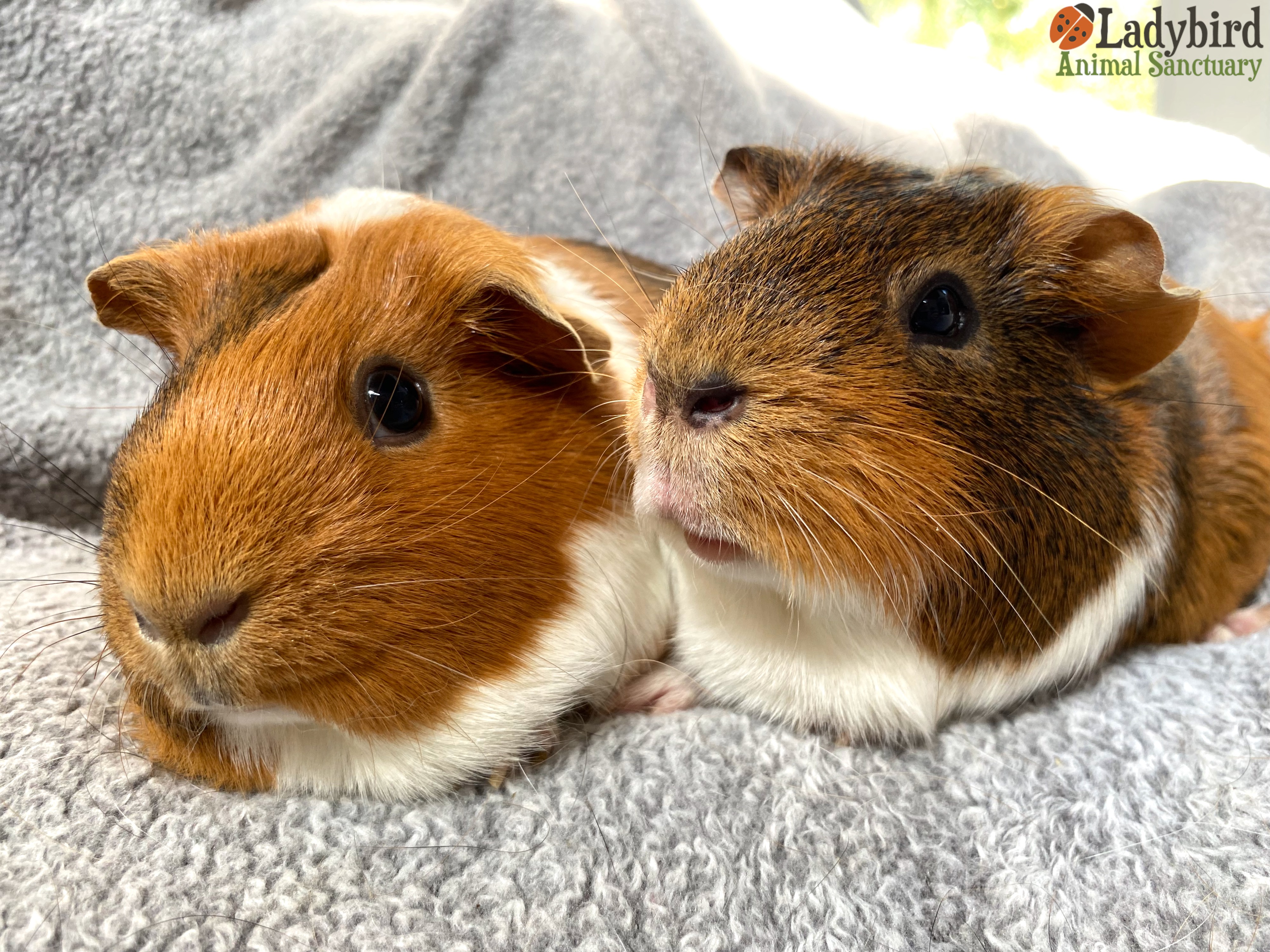 Shelter for best sale guinea pigs