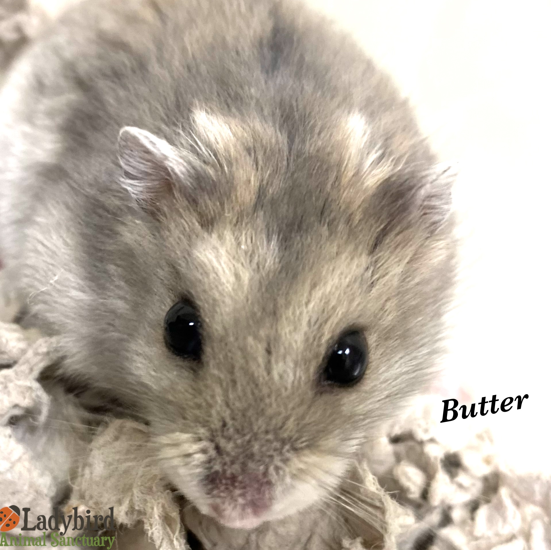 Hamster deals animal shelter