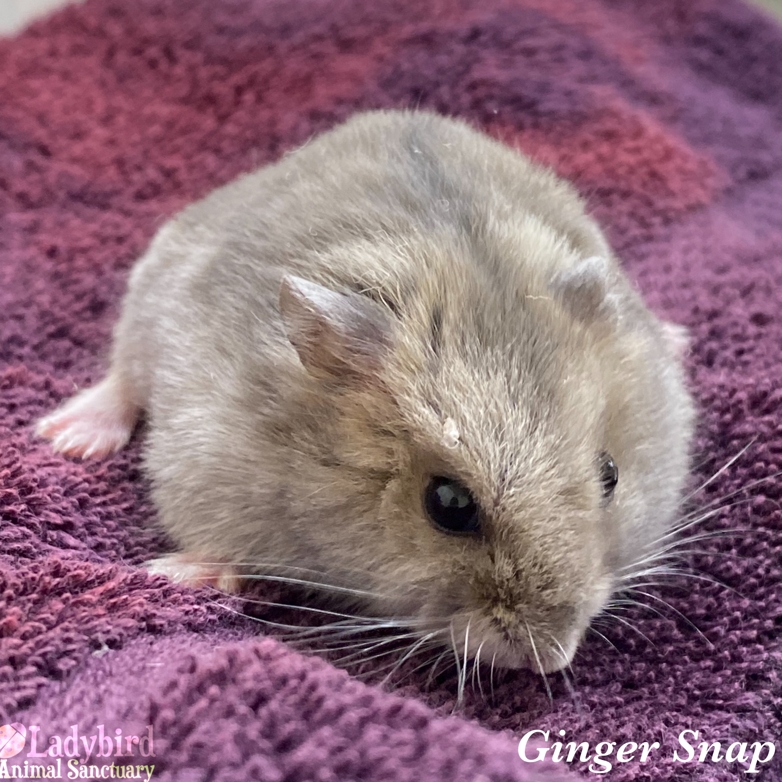 Ginger and best sale white hamsters