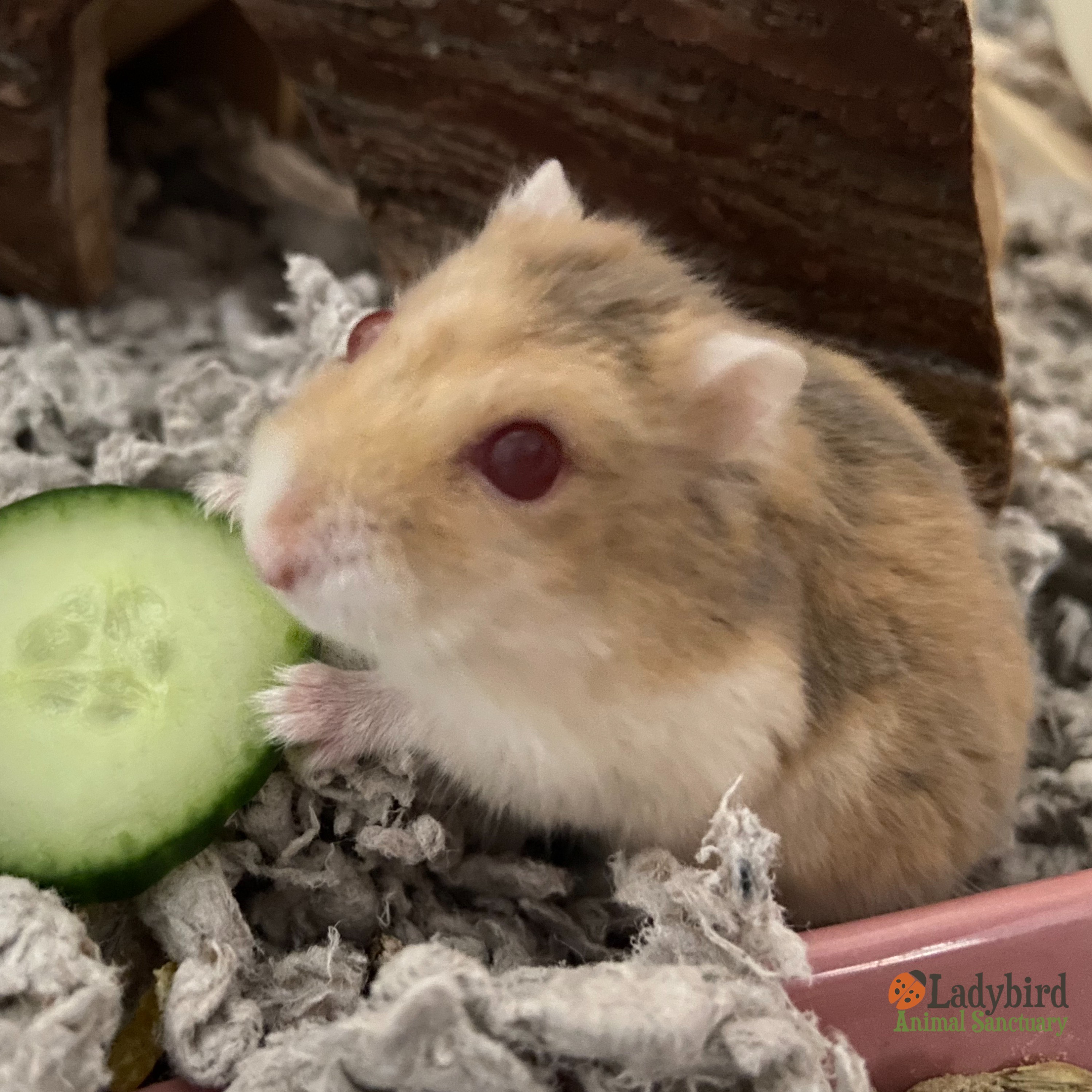 Sunfire hamster hot sale